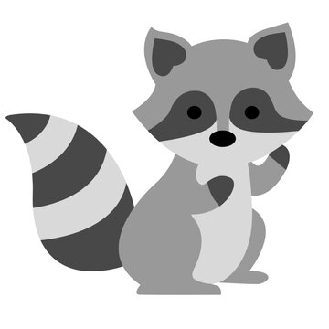 raccoon